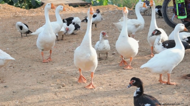 Dexter s World Farm: Sustainable Farming & Tilapia Production