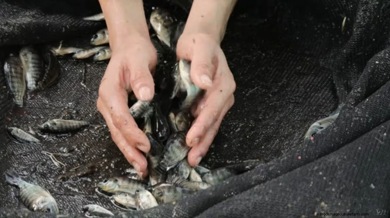 Dexter s World Farm: Sustainable Farming & Tilapia Production