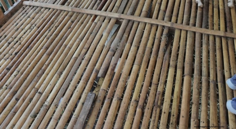 Dexter s World Farm: Sustainable Farming & Tilapia Production