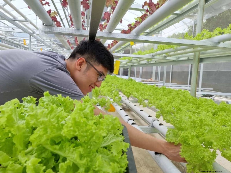 Hydroponics Leaf Yellowing: Causes & Organic Solutions
