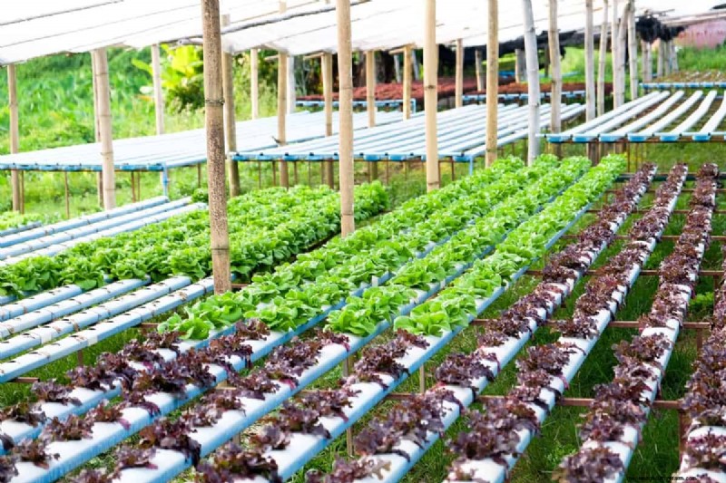 Hydroponics Leaf Yellowing: Causes & Organic Solutions