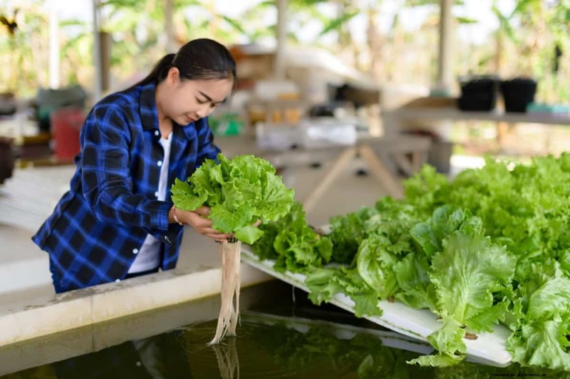 NPK Fertilizers in Hydroponics: Boosting Plant Growth & Yield