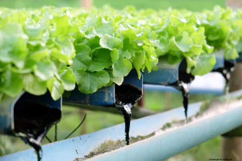 NPK Fertilizers in Hydroponics: Boosting Plant Growth & Yield