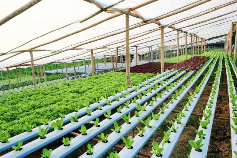 NPK Fertilizers in Hydroponics: Boosting Plant Growth & Yield