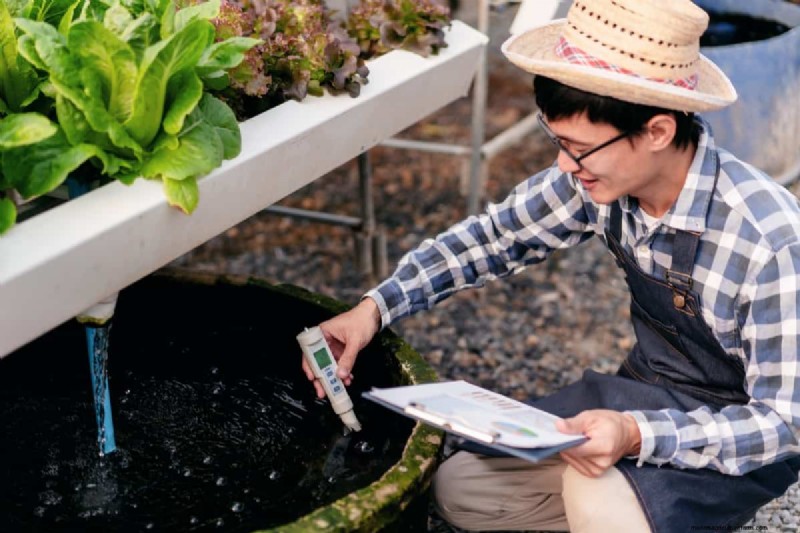 NPK Fertilizers in Hydroponics: Boosting Plant Growth & Yield