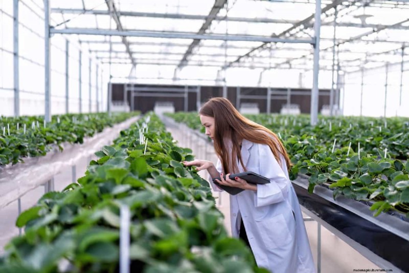 Hydroponic Plant Pruning: A Comprehensive Guide to Techniques & Benefits