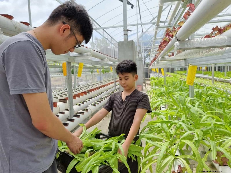 Hydroponic Plant Pruning: A Comprehensive Guide to Techniques & Benefits