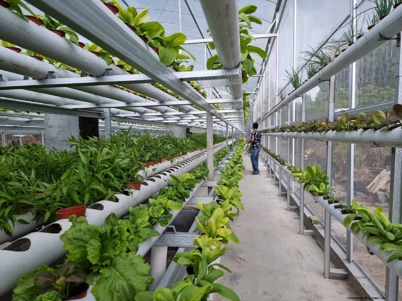 Hydroponic Plant Pruning: A Comprehensive Guide to Techniques & Benefits