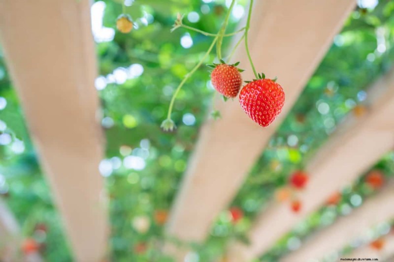 Hydroponic Plant Pruning: A Comprehensive Guide to Techniques & Benefits