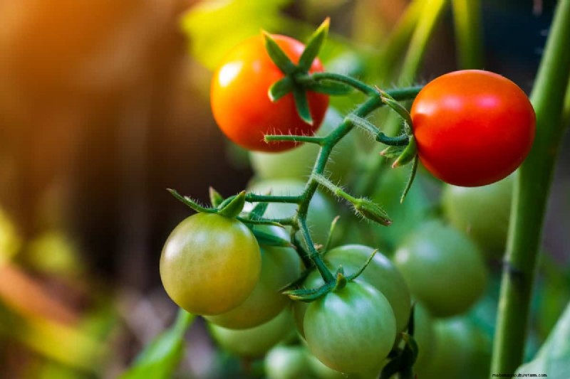 Hydroponic Tomato Troubleshooting: Solutions for Healthy Growth