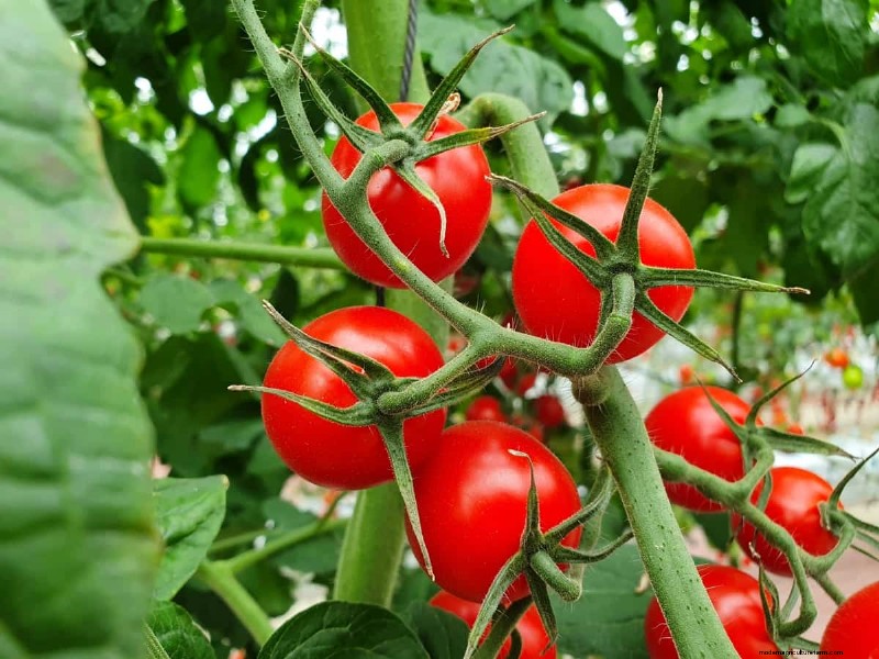 Hydroponic Tomato Troubleshooting: Solutions for Healthy Growth