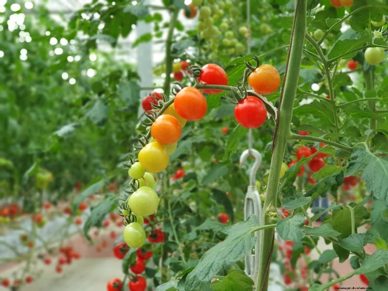 Hydroponic Tomato Troubleshooting: Solutions for Healthy Growth