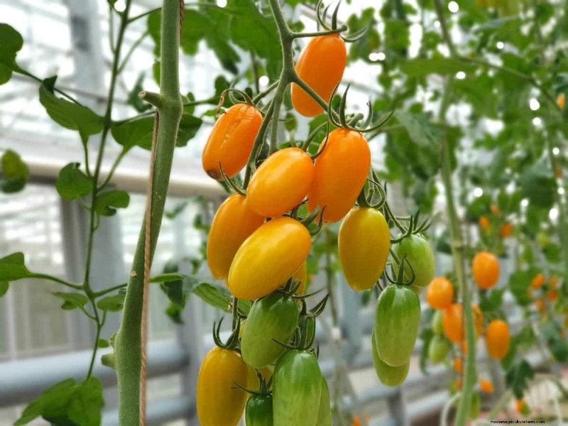 Hydroponic Tomato Troubleshooting: Solutions for Healthy Growth