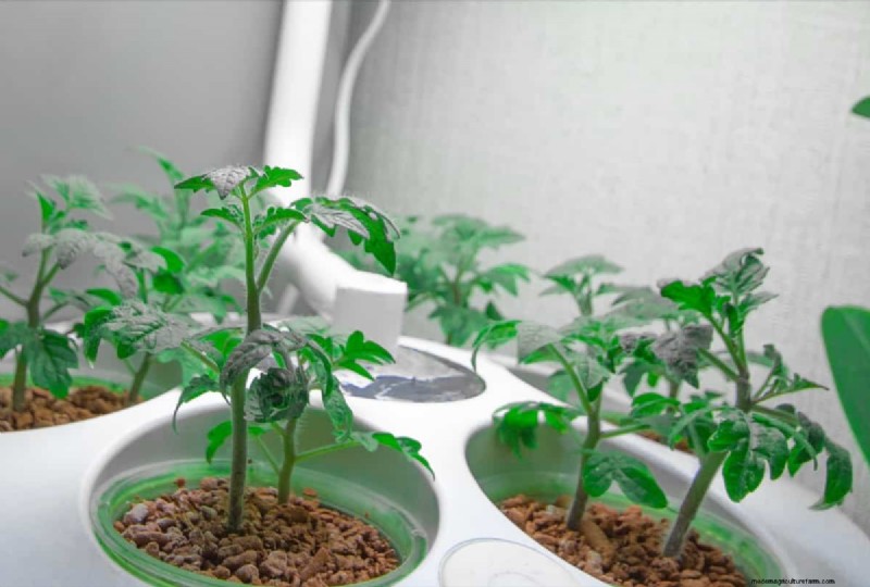 Hydroponic Tomato Troubleshooting: Solutions for Healthy Growth