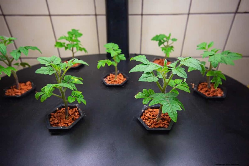 Hydroponic Tomato Troubleshooting: Solutions for Healthy Growth