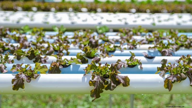 DIY Vertical Garden with PVC Pipes: Easy Step-by-Step Guide