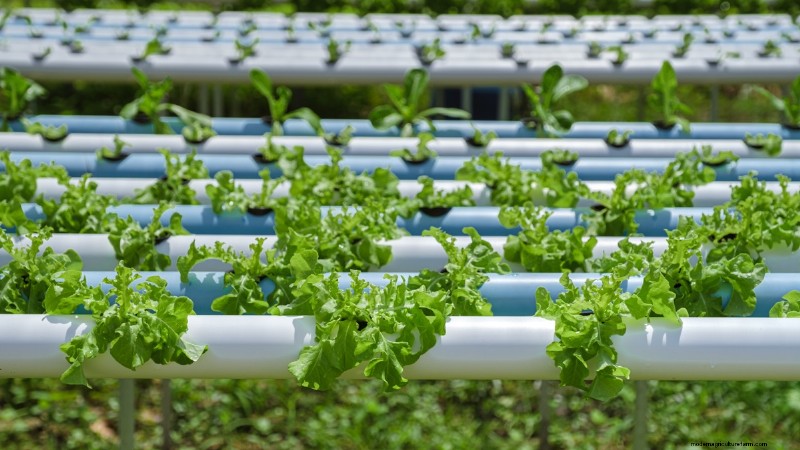 DIY Vertical Garden with PVC Pipes: Easy Step-by-Step Guide