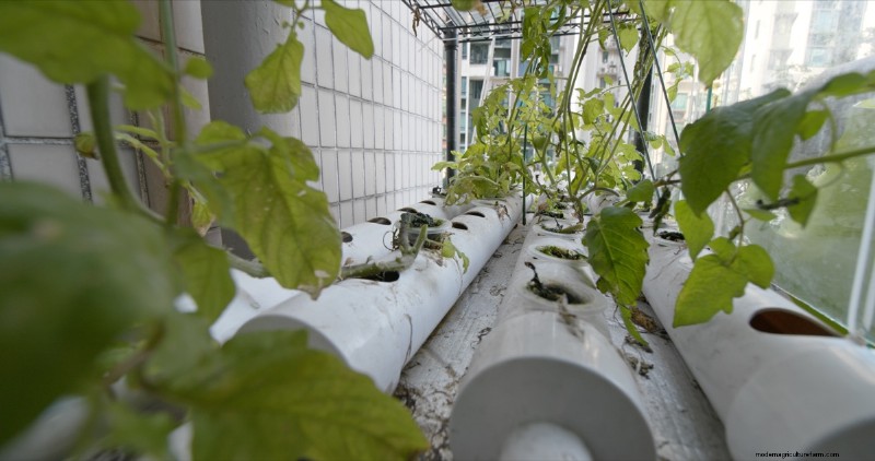 DIY Vertical Garden with PVC Pipes: Easy Step-by-Step Guide