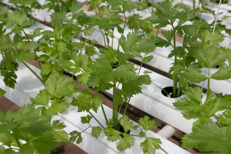 Hydroponics for Herbs: Top 10 Varieties & Growing Guide
