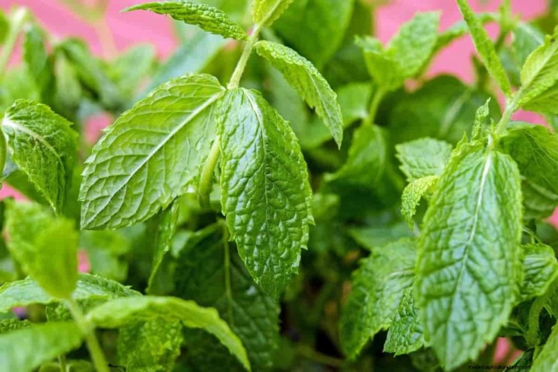 Hydroponics for Herbs: Top 10 Varieties & Growing Guide