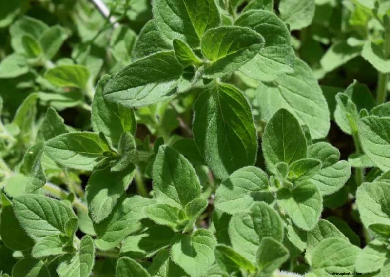Hydroponics for Herbs: Top 10 Varieties & Growing Guide