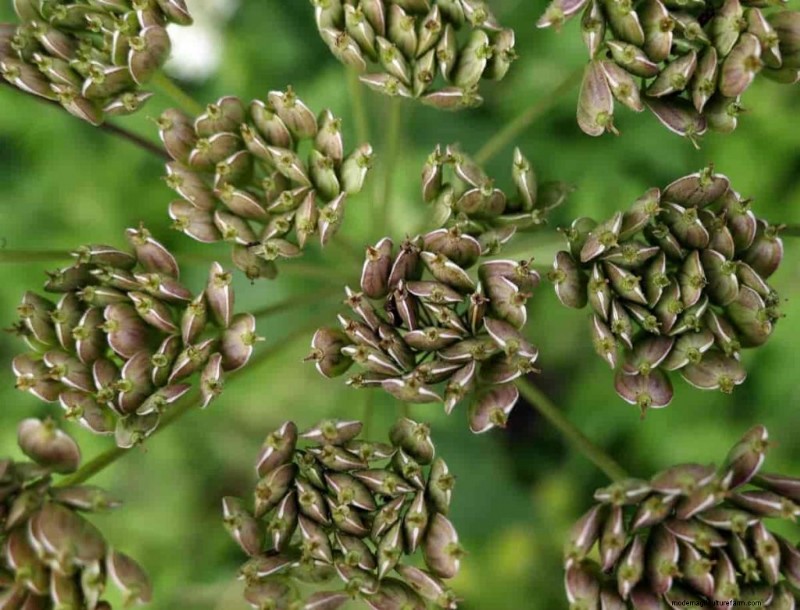Hydroponics for Herbs: Top 10 Varieties & Growing Guide