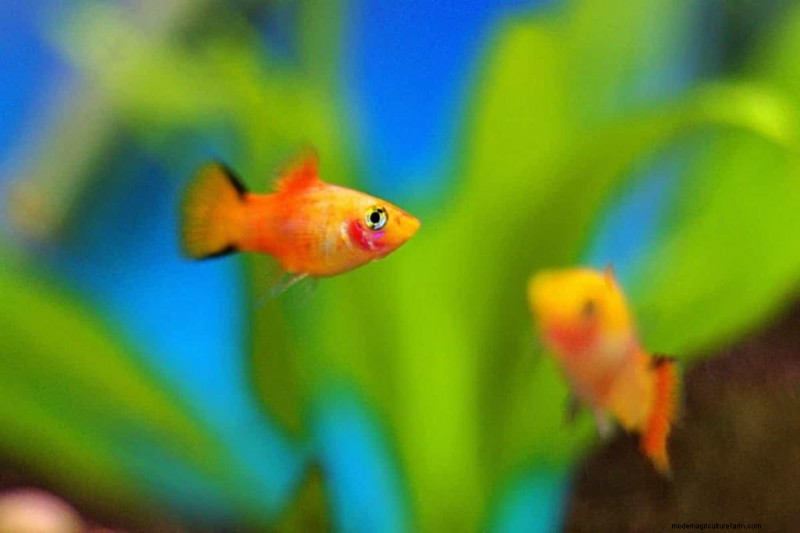 Best Fruits for Aquaponics: A Comprehensive Guide