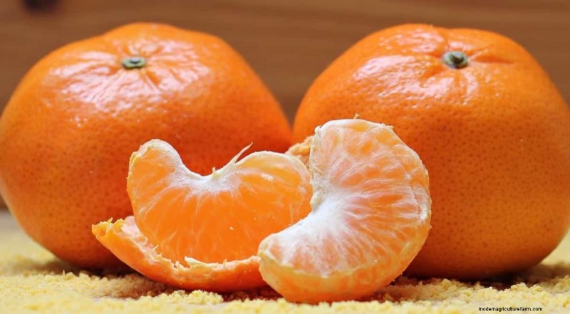 Best Fruits for Aquaponics: A Comprehensive Guide