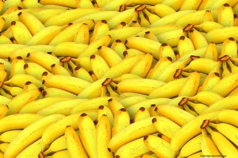 Best Fruits for Aquaponics: A Comprehensive Guide