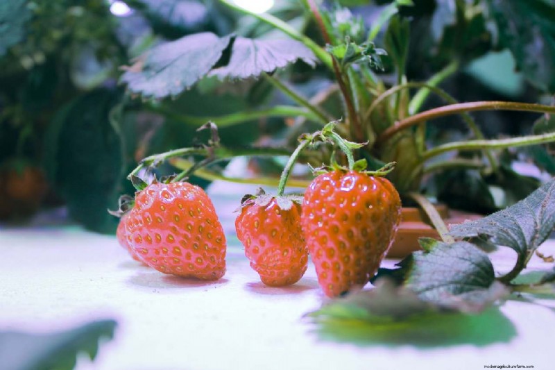 Hydroponics for Fruits: Top 10 Crops to Grow Soil-Free