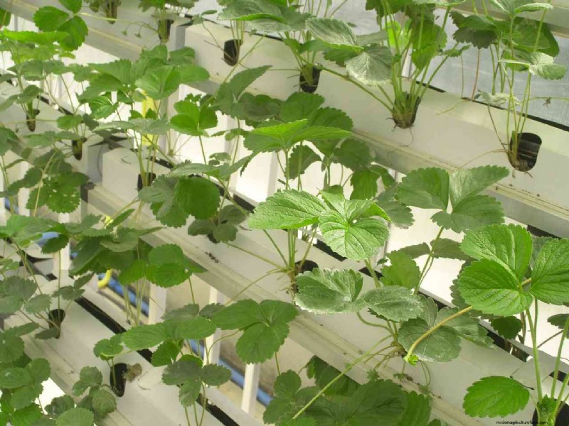 Hydroponics for Fruits: Top 10 Crops to Grow Soil-Free