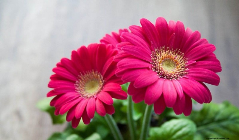 Best Flowers for Aquaponics: A Comprehensive Guide