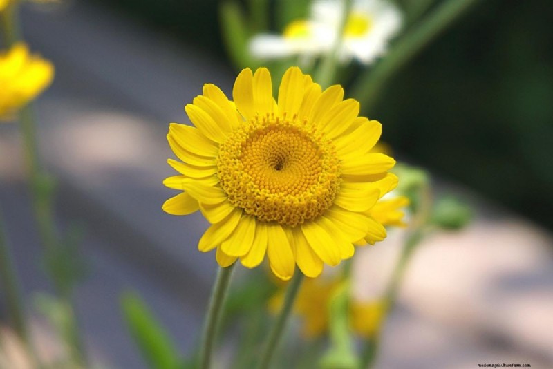 Hydroponic Flowers: Top 20 Blooms for Soil-Free Growing