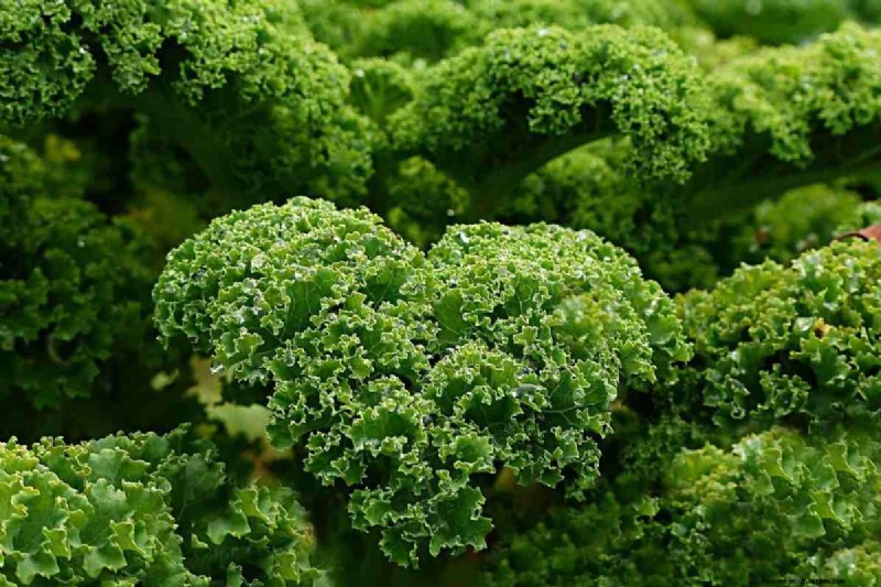 25 Best Vegetables for Aquaponics: A Comprehensive Guide