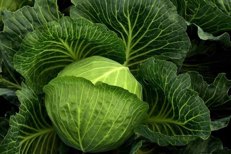 25 Best Vegetables for Aquaponics: A Comprehensive Guide