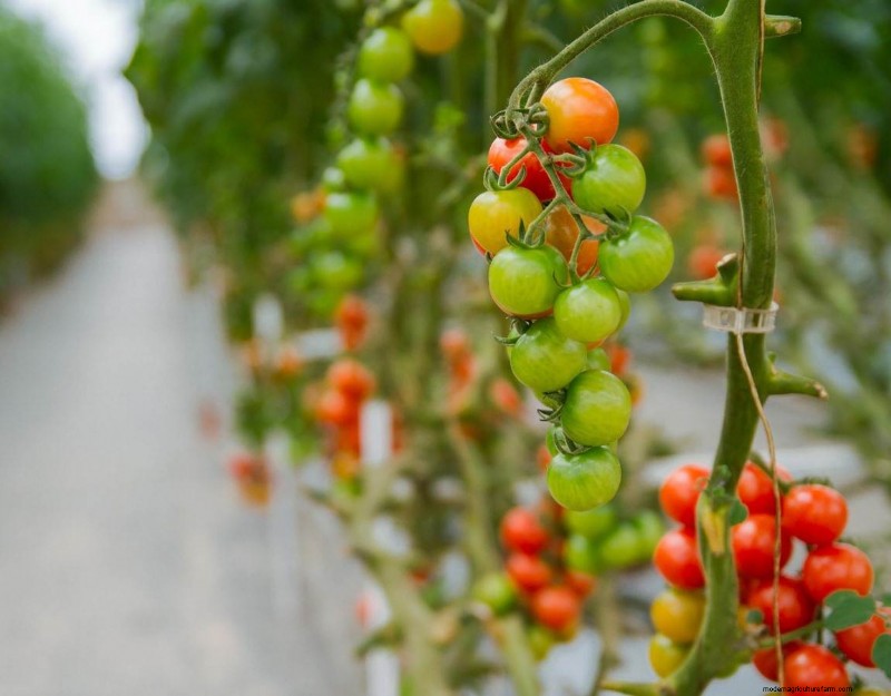Best Vegetables for Hydroponics: A Comprehensive Guide