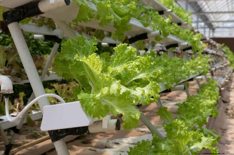 Best Vegetables for Hydroponics: A Comprehensive Guide