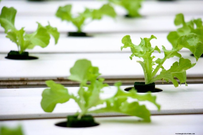 Best Vegetables for Hydroponics: A Comprehensive Guide