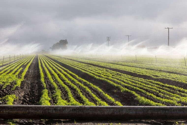 Agricultural Glossary: Terms Starting with T - Definitions & Explanations