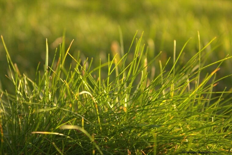 Agricultural Glossary: Terms Starting with T - Definitions & Explanations