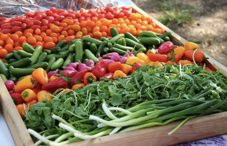 Minimum Tillage: Definition & Benefits for Sustainable Farming