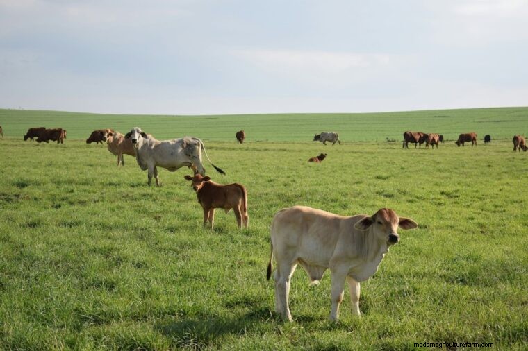 Agricultural Terminology: Definitions for Farmers (Part 2 - F-L)