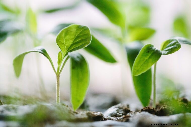 Agricultural Terminology: Definitions for Farmers (Part 2 - F-L)