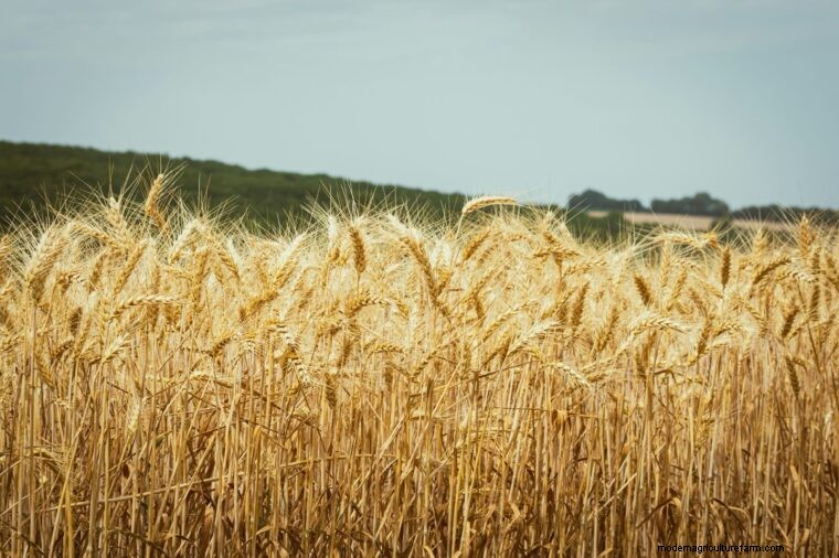 Agricultural Terminology: Definitions for Farmers (Part 2 - F-L)