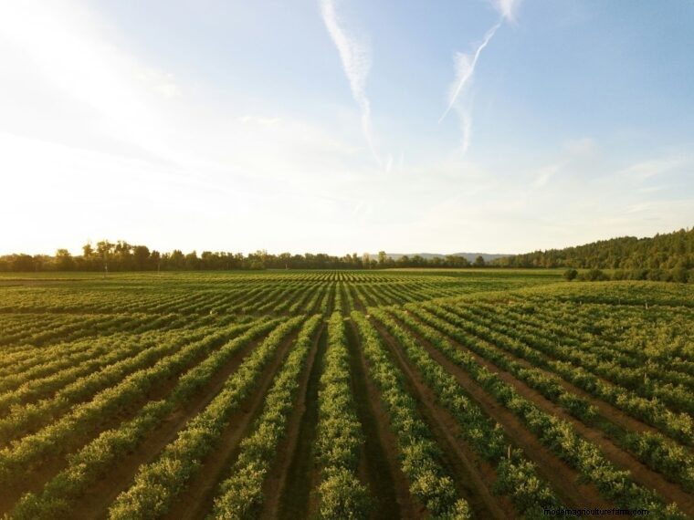 Agricultural Terminology: Definitions for Farmers (Part 2 - F-L)
