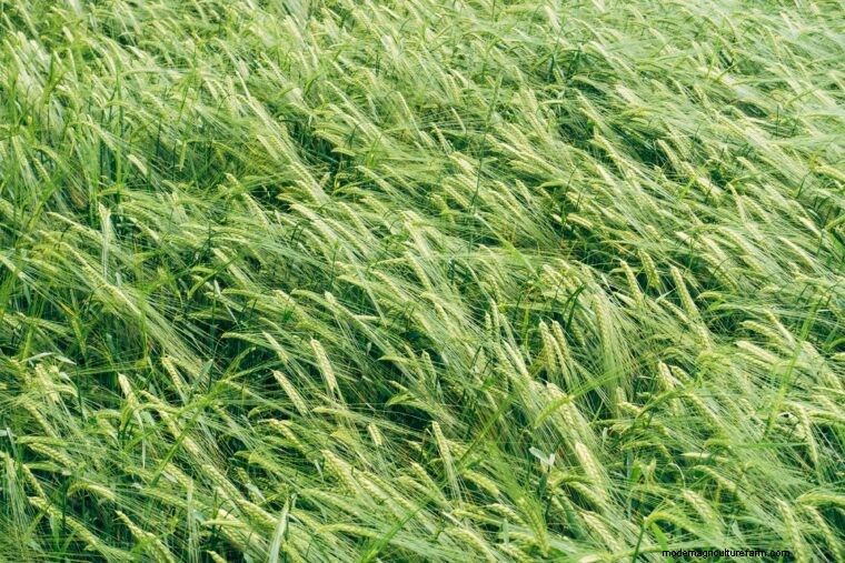 Agriculture Glossary: Essential Terms A-E for Farmers & Beginners