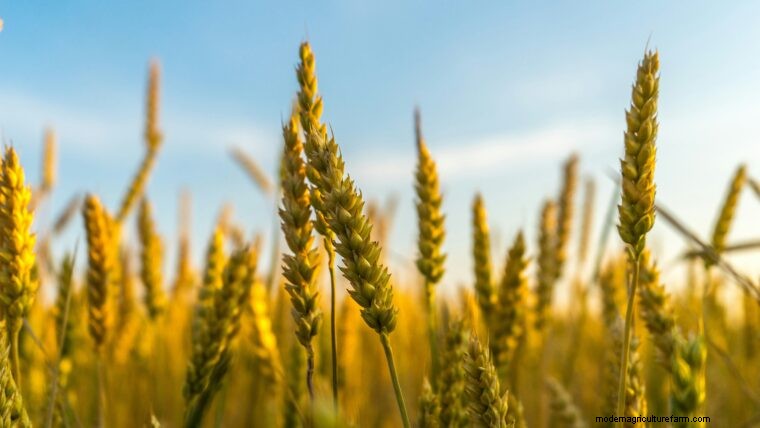 Agriculture Glossary: Essential Terms A-E for Farmers & Beginners