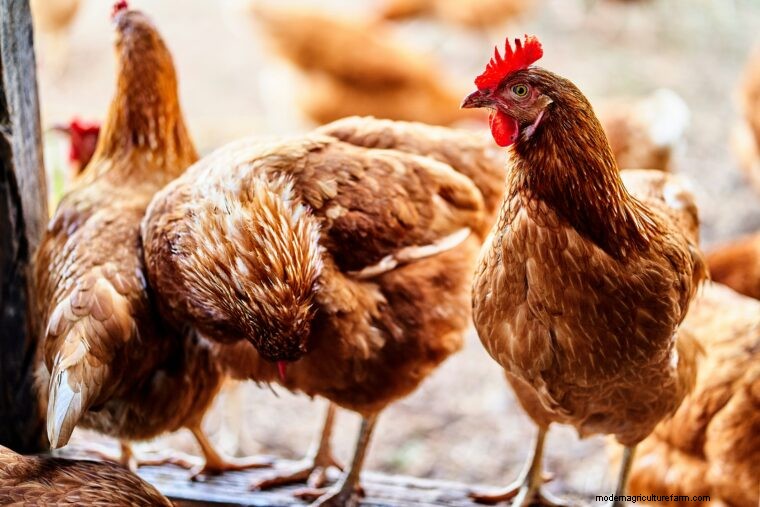 Agriculture Glossary: Essential Terms A-E for Farmers & Beginners