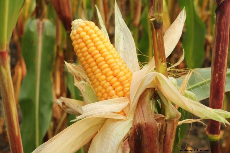 Sweet Corn vs. Field Corn: Harvesting Guide & Key Differences