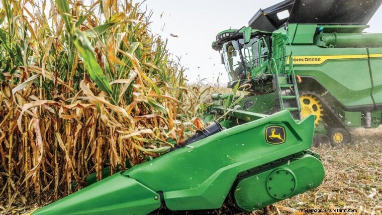 Sweet Corn vs. Field Corn: Harvesting Guide & Key Differences